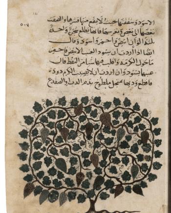 Weinstock. Aus: Enzyklopädie des al-ʿUmarī, Masālik al-abṣār fī mamālik al-amṣār, 14. Jh. (Paris, Bibliothèque nationale de France, Arabe 2771, folio 186r)